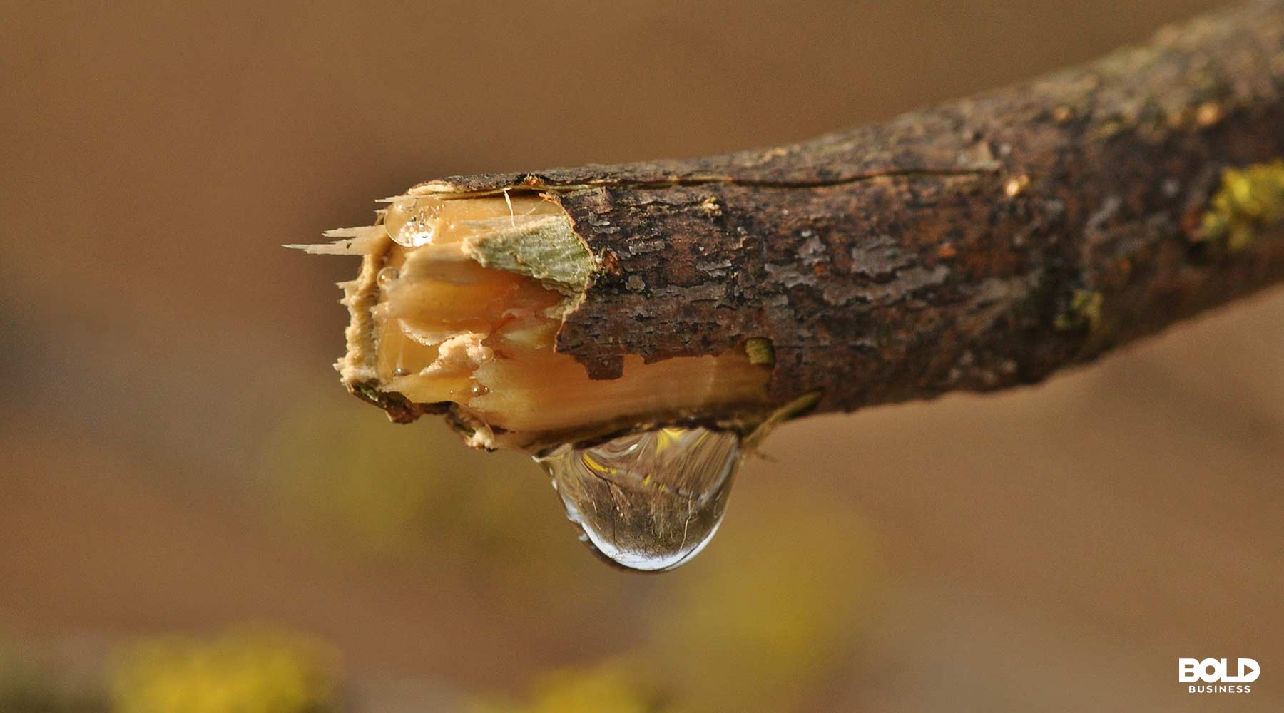 Social Responsibility Of Business For Environmental Sustainability