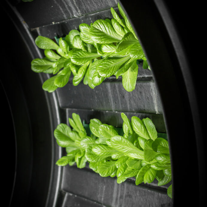 NASA's lunar greenhouse - growing food in space