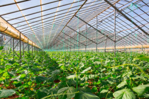 Greenhouses are vital to China's urban farms.