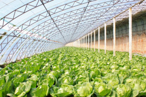 Urban Farms are big business in China
