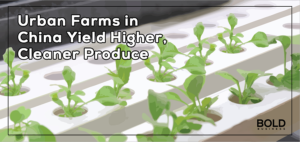 Urban farms grow in China