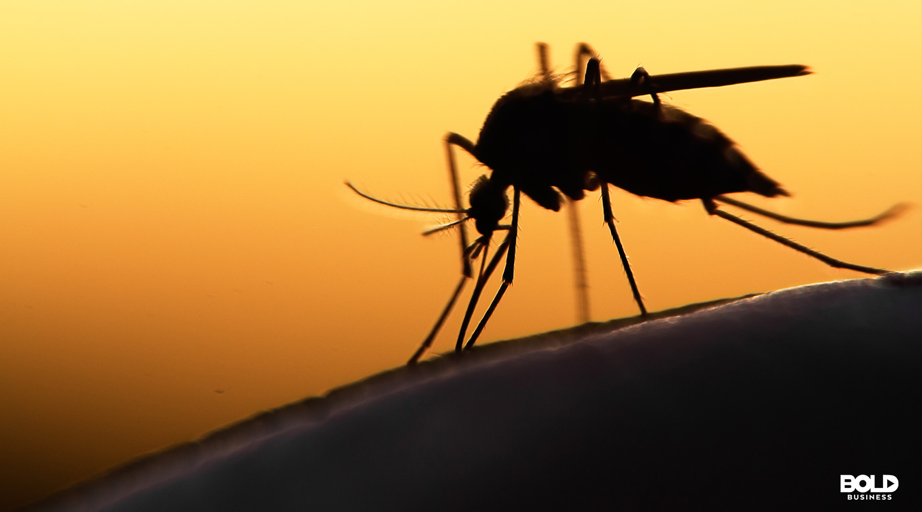 a photo of a magnified mosquito's silhouette amid a sunset background in relation to the topic of anti-mosquito technology