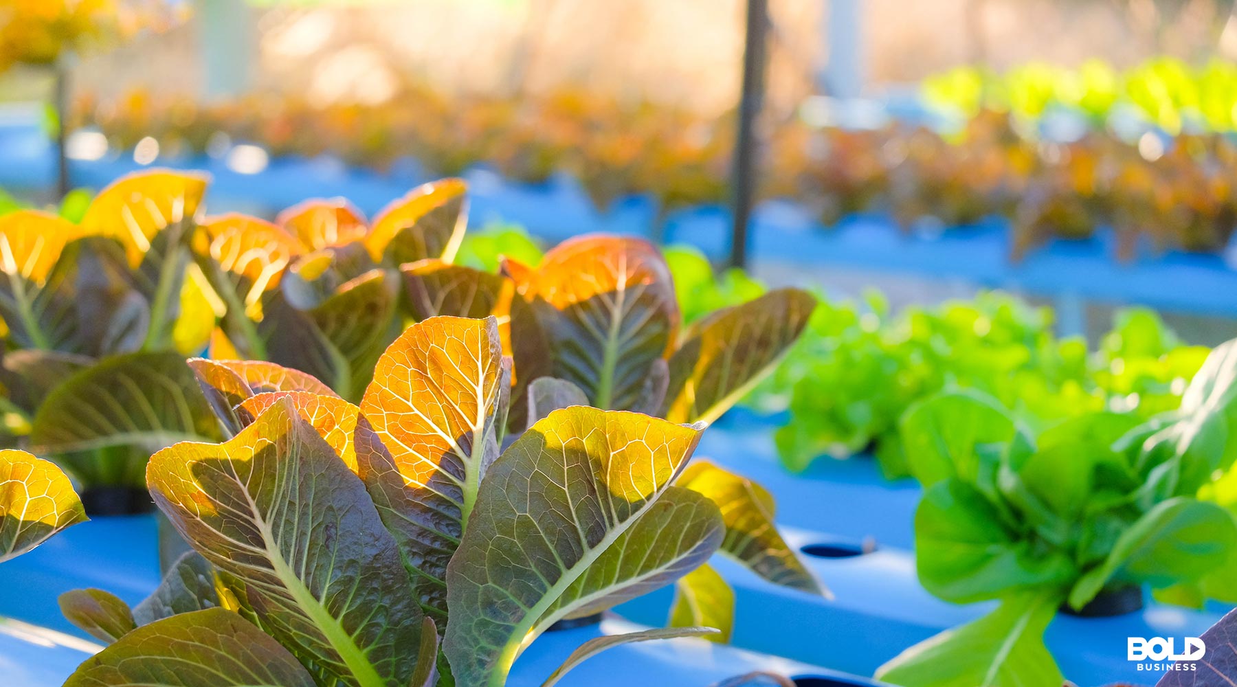 Future Of Food: 20 Startup Companies Innovating Food Production