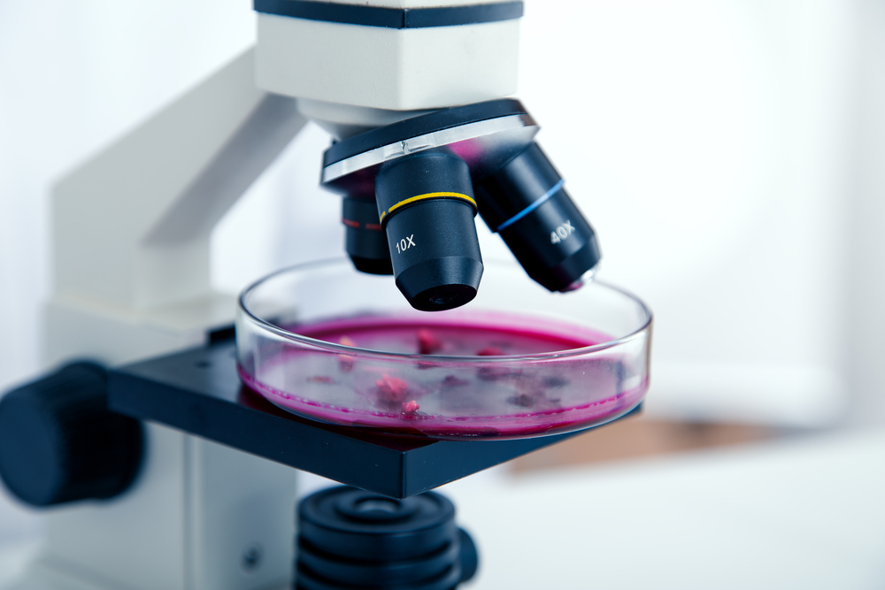 a photo of a petri dish with contents that could make plant protein, placed under a microscope, in relation to the reality of lab-grown meat