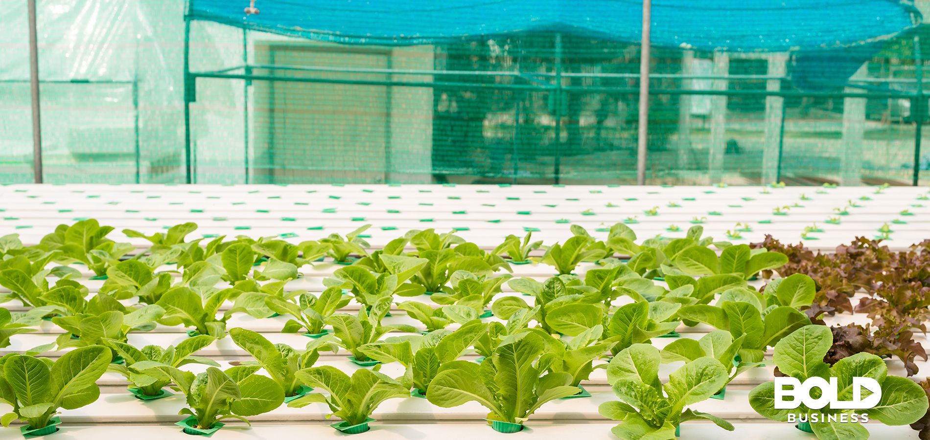 Plants in Hydroponic Farm.