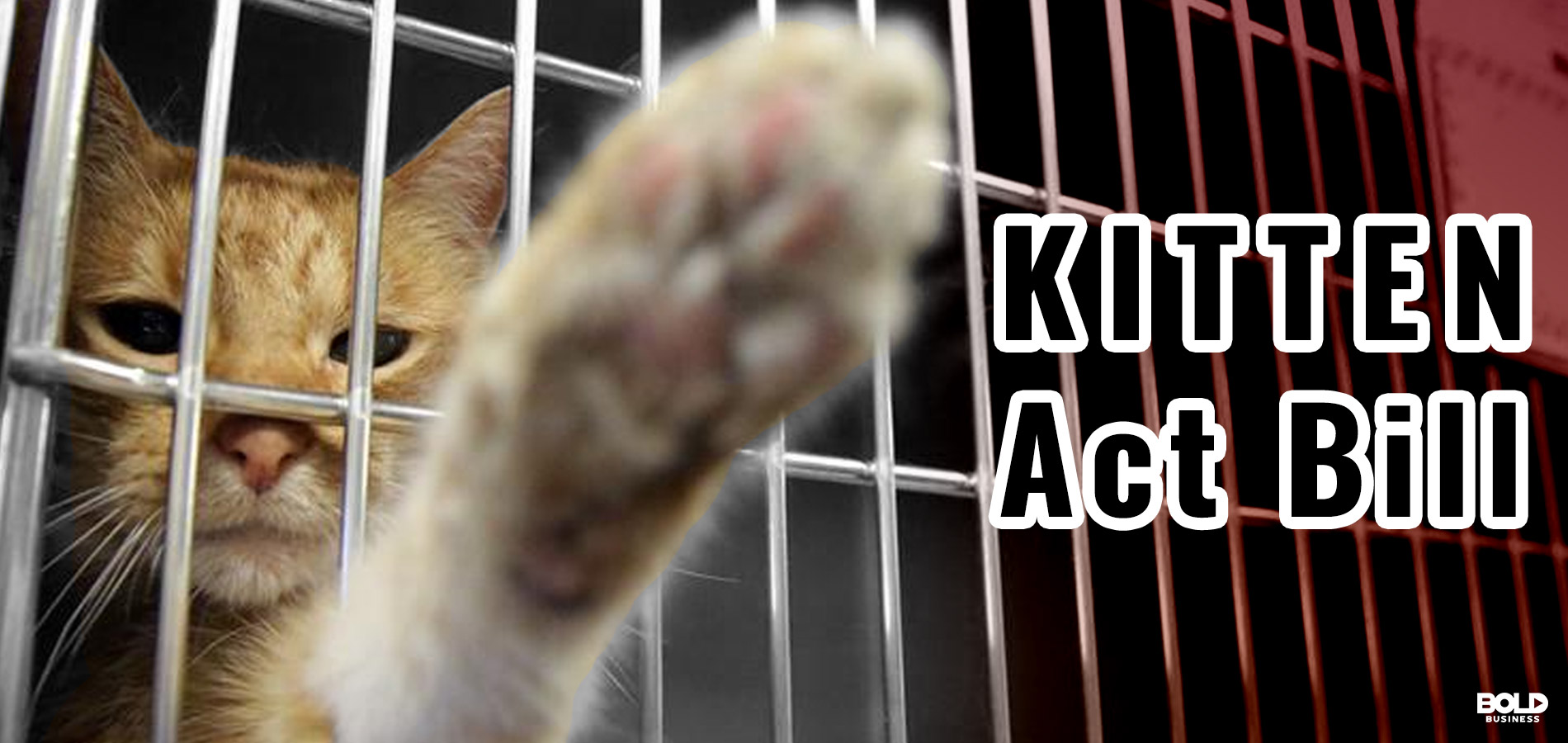 cat reaching out from a cage, kittne act
