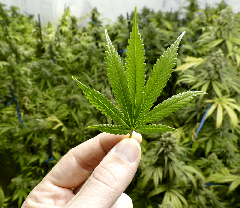 FDA Approves Epidiolex, The First Cannabis Drug in the US