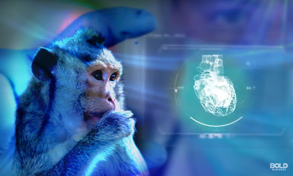 Stem Cell Research in Monkeys is Helping Fight Heart Disease