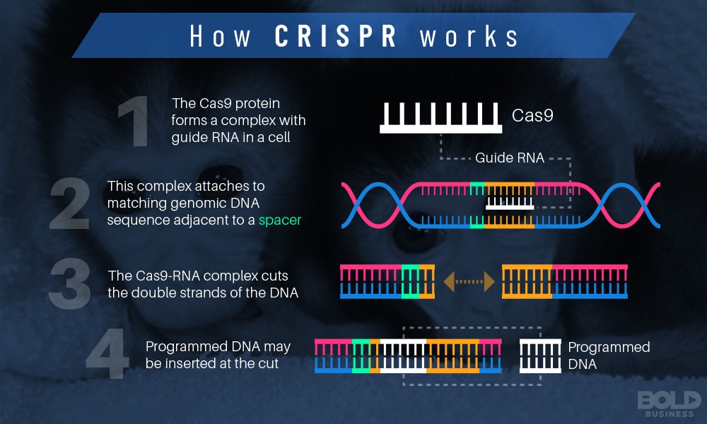 how CRSPR works through gene editing technology infographic