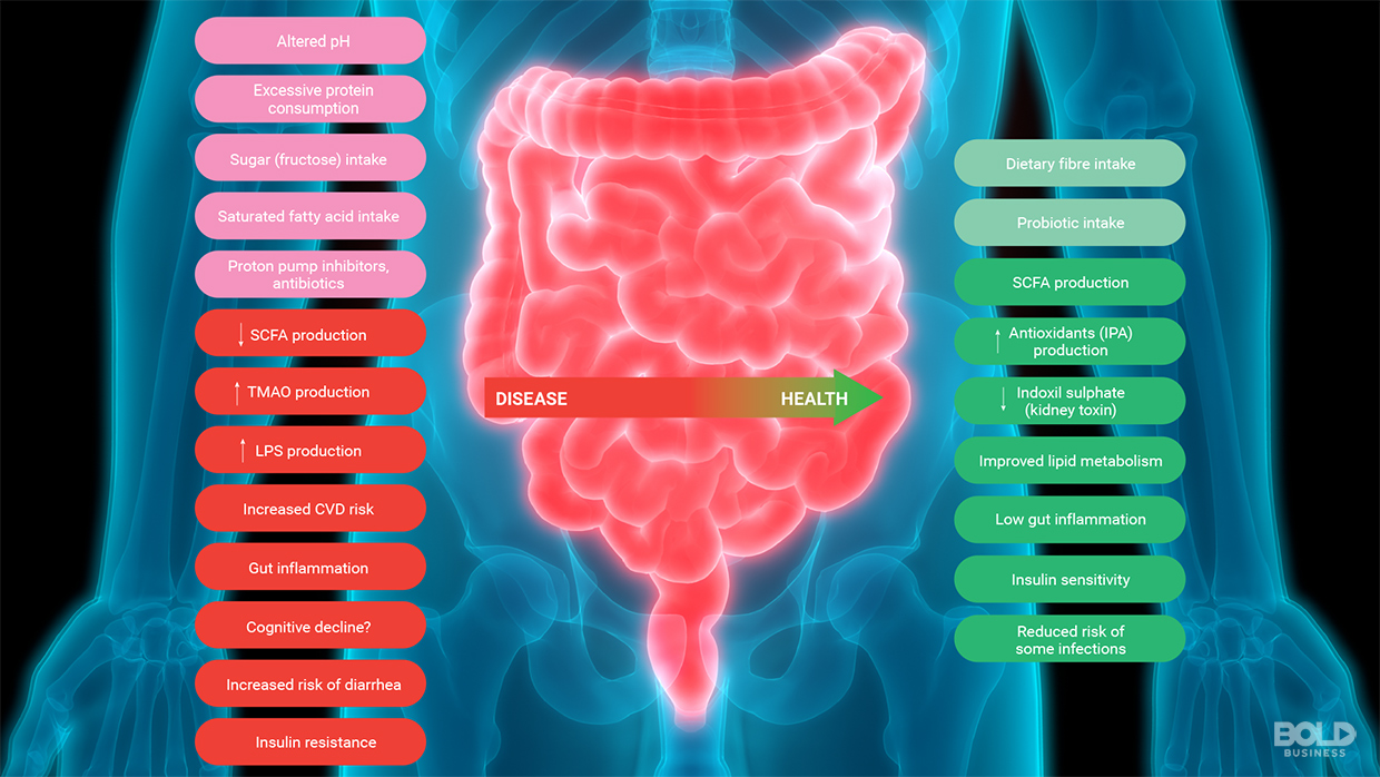 New Medical Frontier: The Growing Importance of Good Gut Health, image size:1240x698