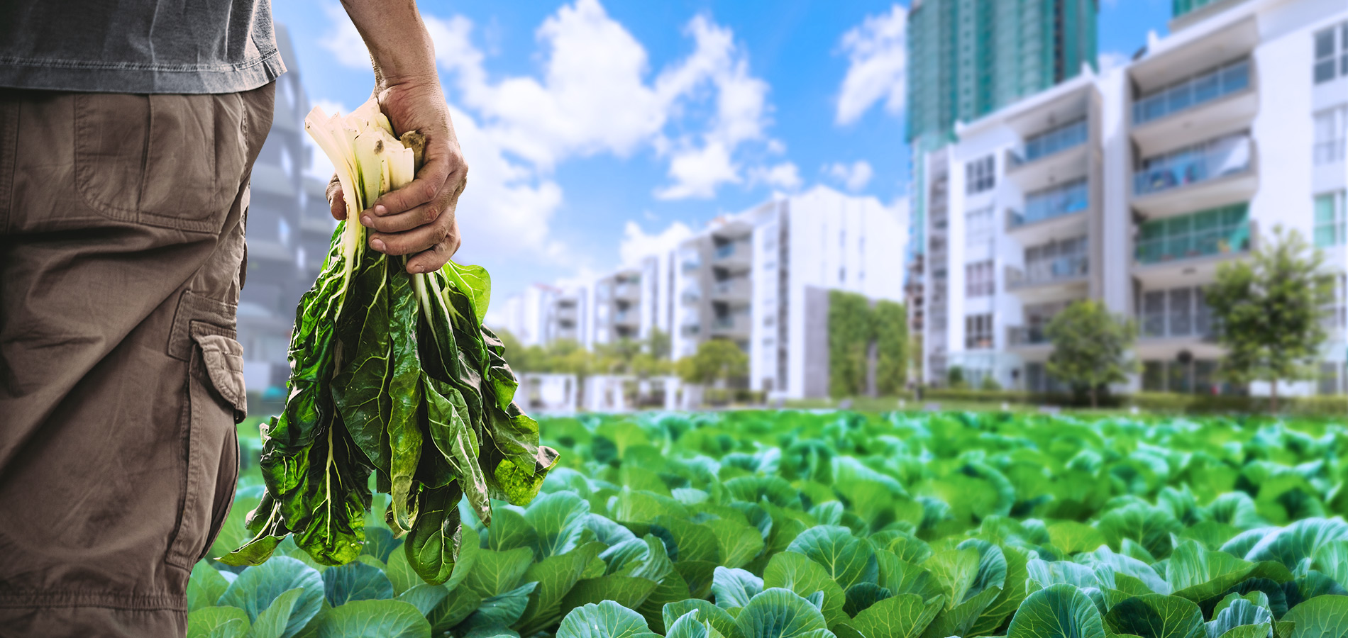 Maximizing food production is where the importance of urban farming lies.