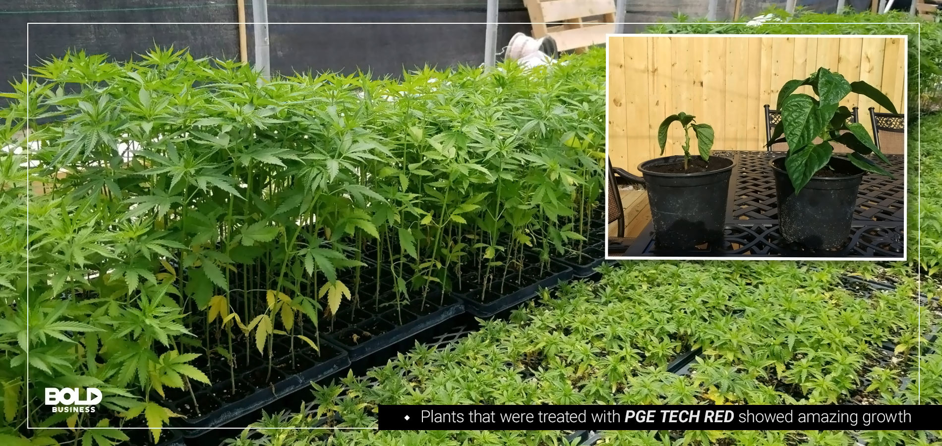 a photo of plants treated with nutrition manufacturer PGE Tech's product beside smaller plants that were not treated with the product