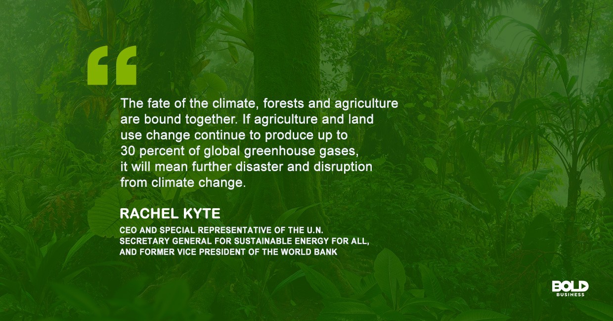 a photo quote of Rachel Kyte amid discussions on the sustainable growing agriculture method that is the aeroponics growing system