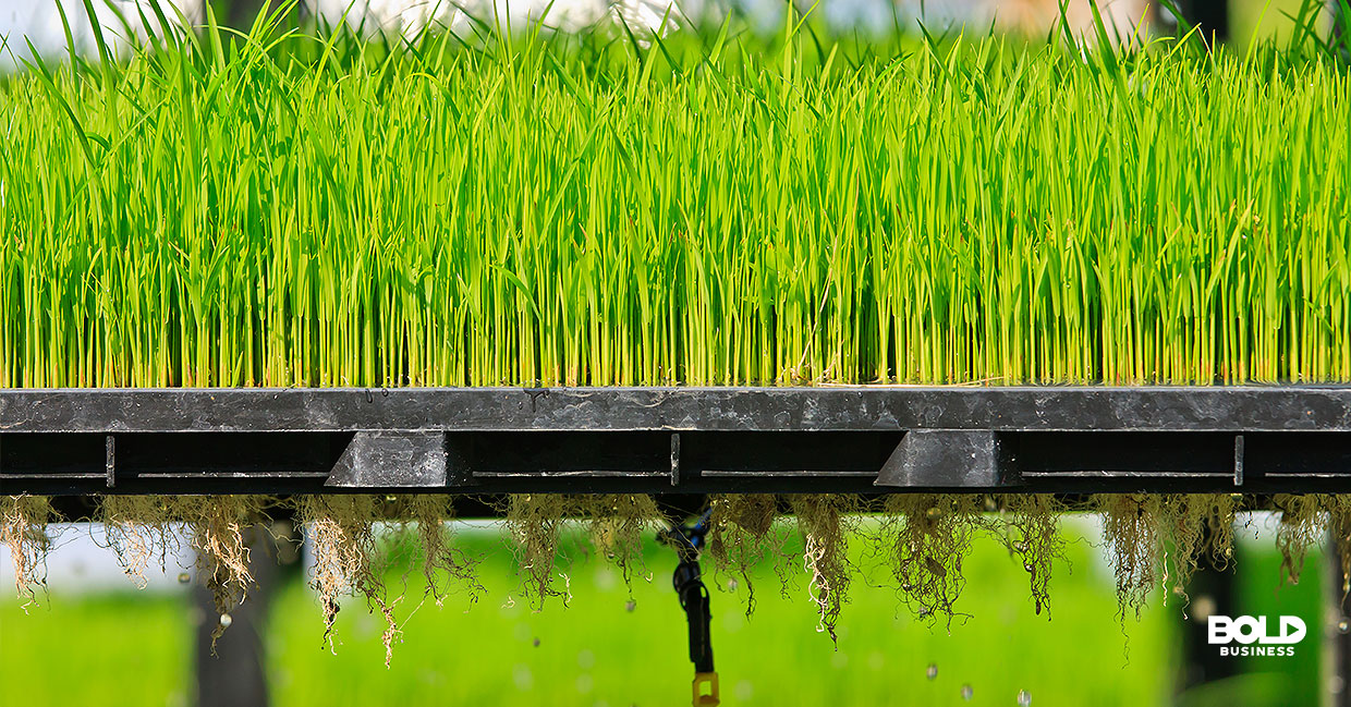 a photo of a row of green plants suspended in air, showing how the aeroponics growing system works