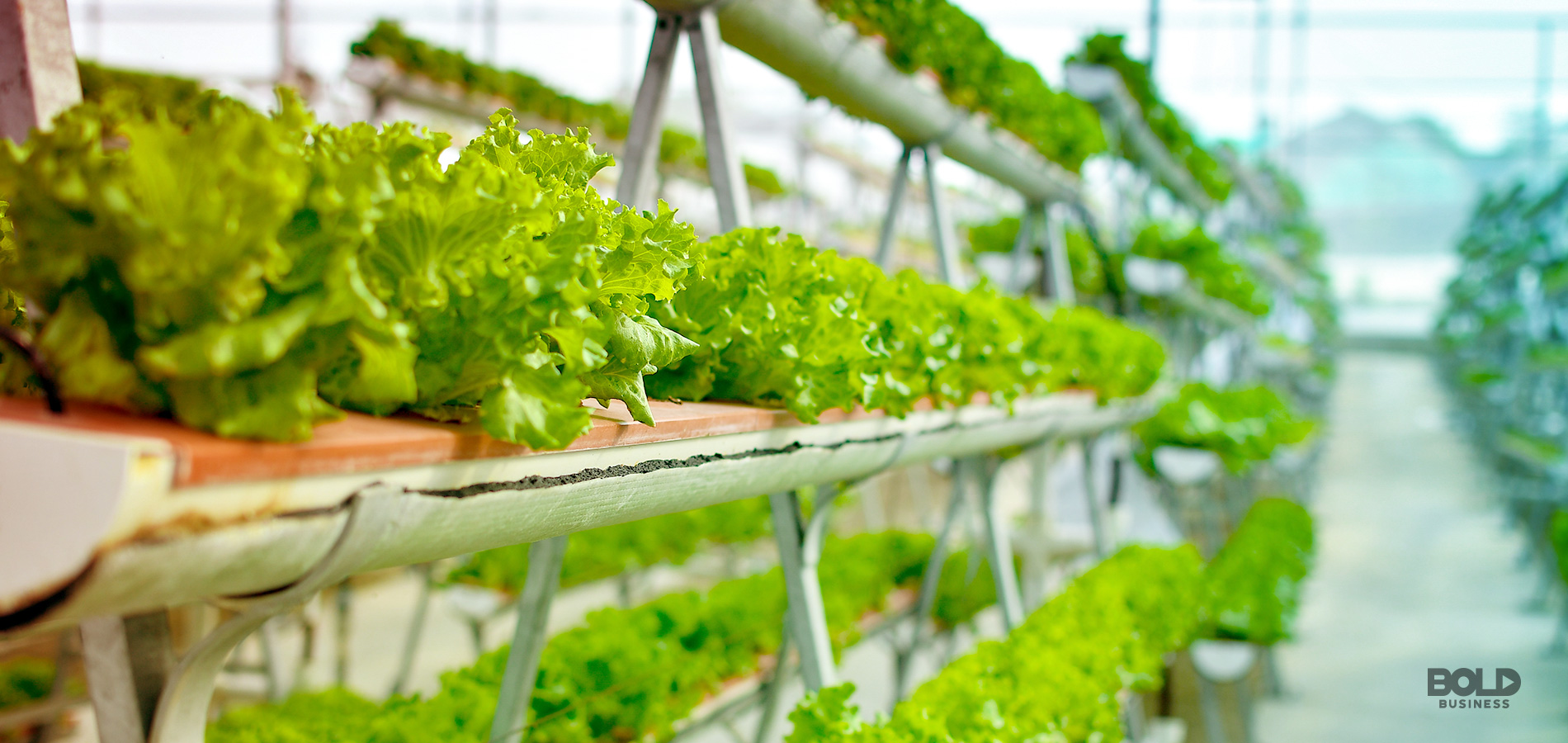 indoor agriculture, a line of green vegetables
