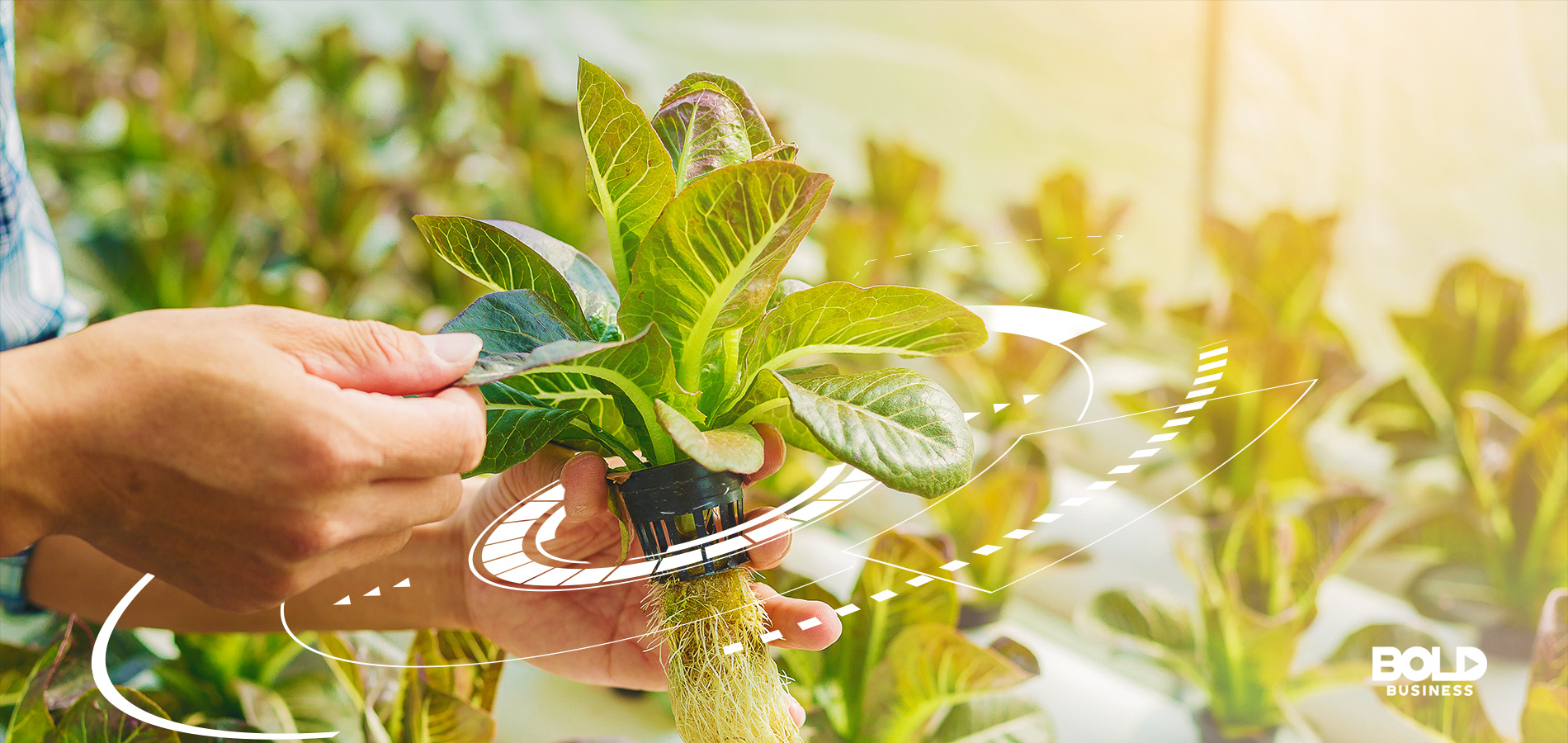 hydroponic methods, a hand holding a green leafy plant
