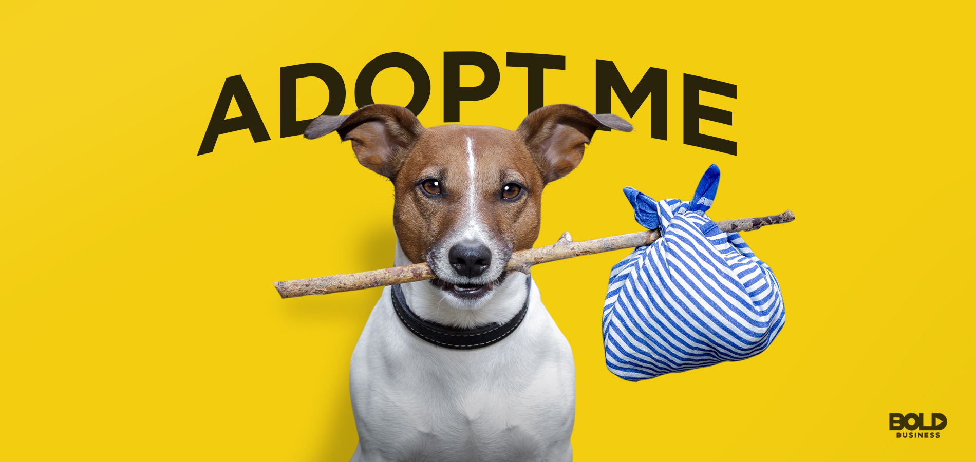 animal adoption, dog biting a stick