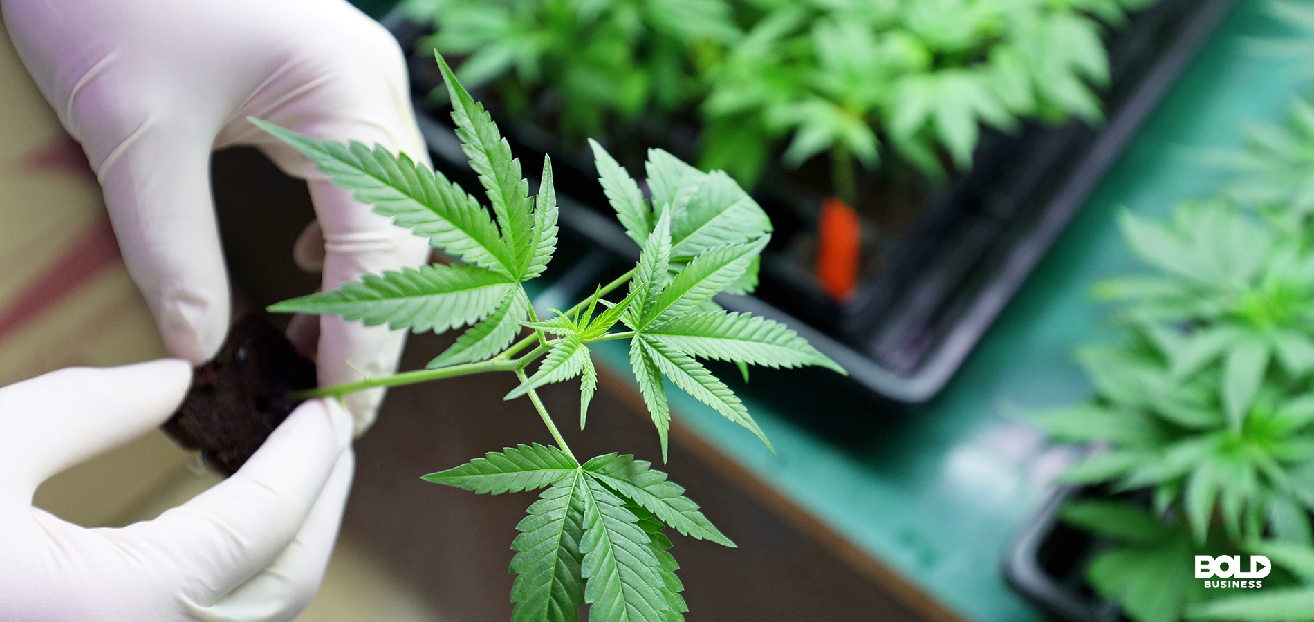 Is the Marijuana Industry Coming Off Its High?