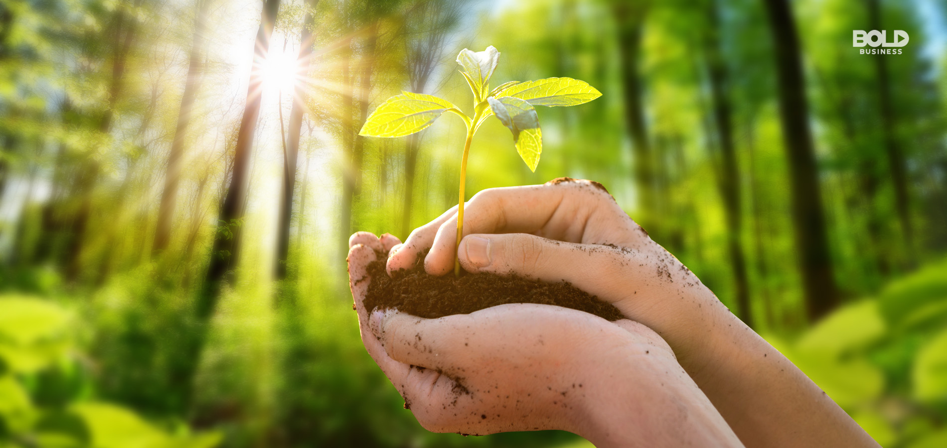 reforestation efforts