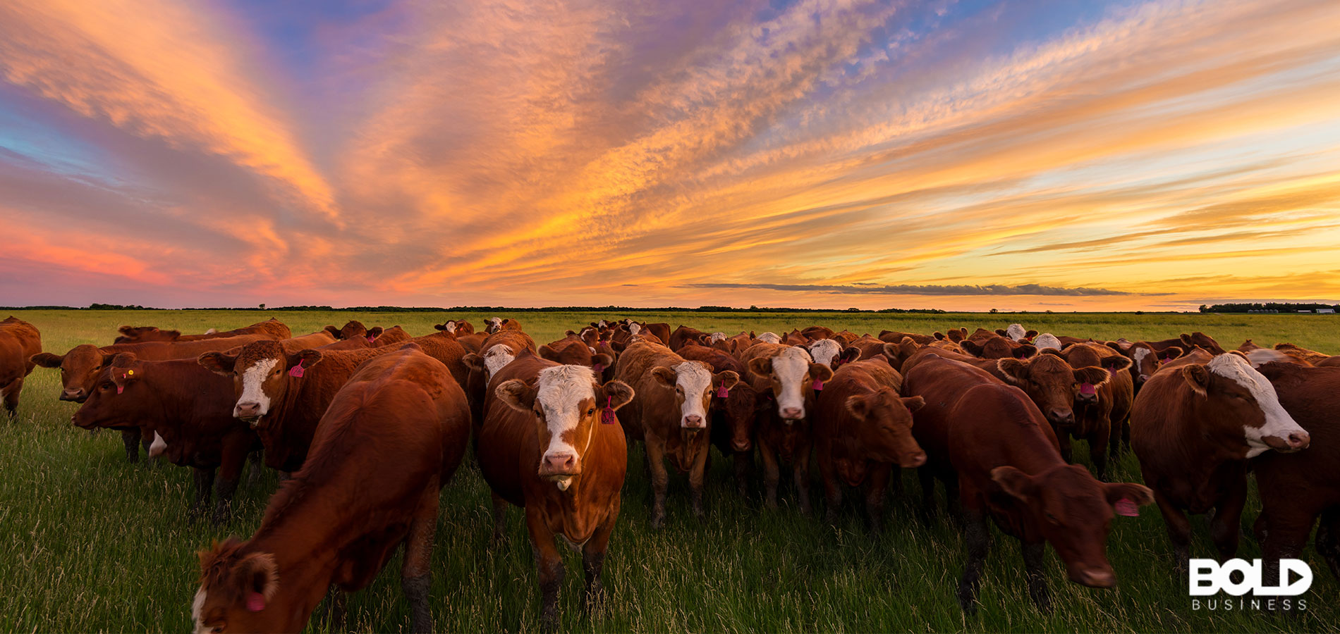 Super Cattle for Super Foods: Gene Editing for Precision Foods