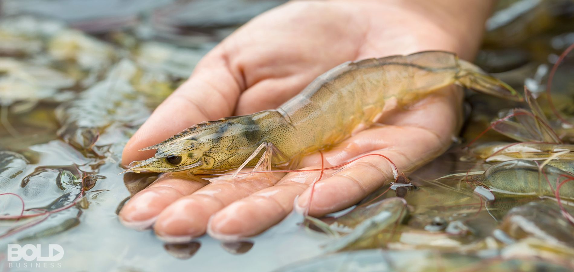 Someone holding a shrimp in their hand