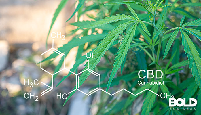 Some marijuana leaves and the chemical composition of cannabis
