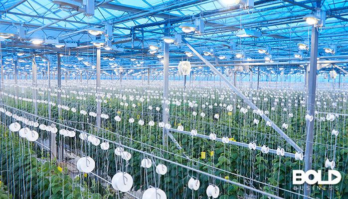 Some kind of indoor greenhouse growing light bulbs