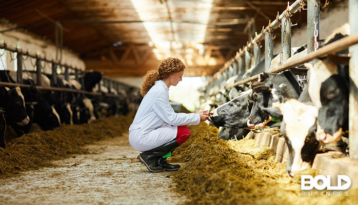 A woman in a lab coat interviewing some cows