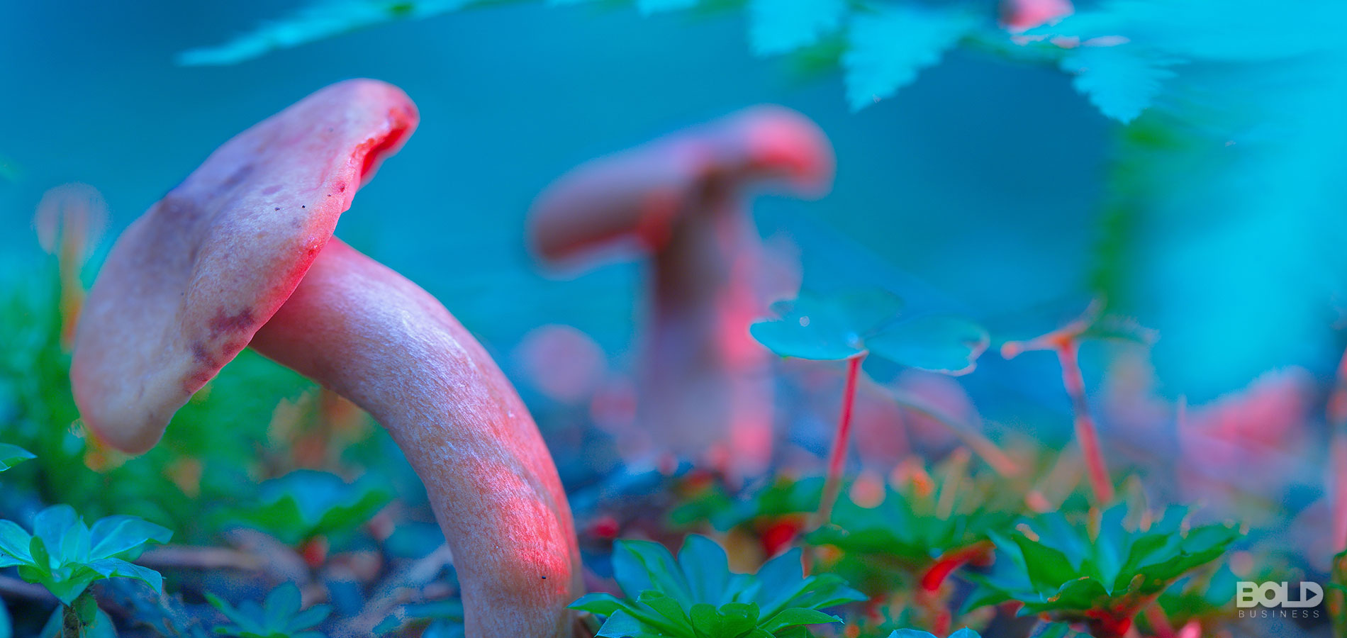 From Magic to Money: The Health Benefits of Psilocybin