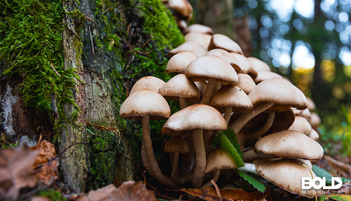 Some mushrooms growing against a tree in the forest