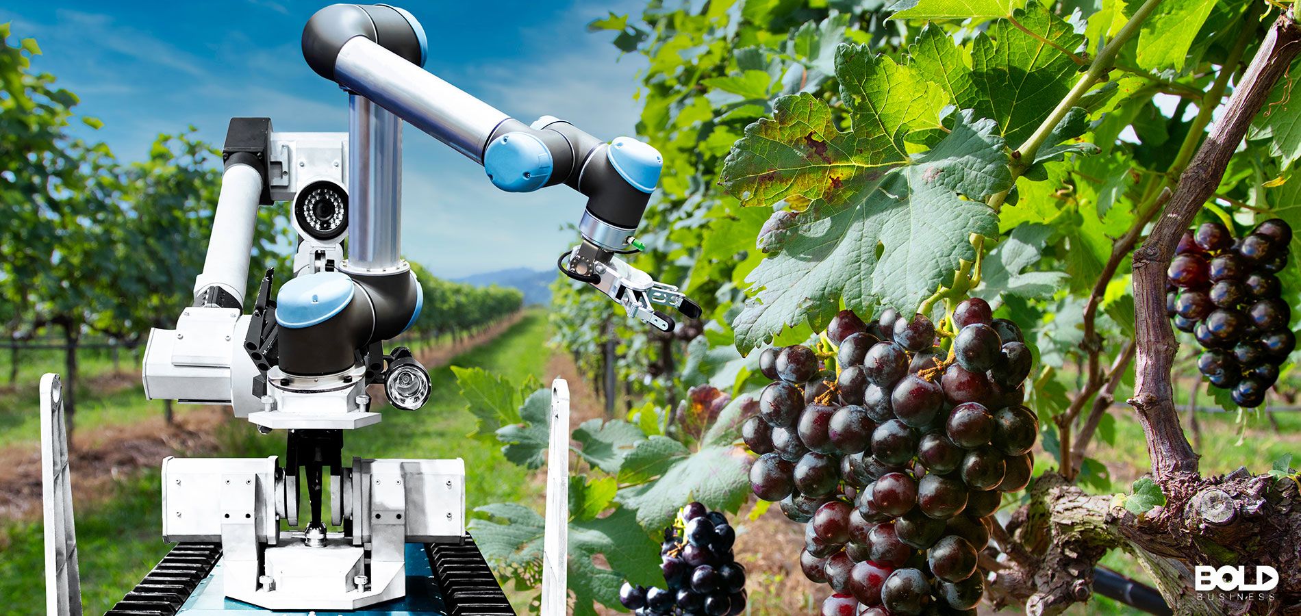 A robot picking only the best grapes for wine