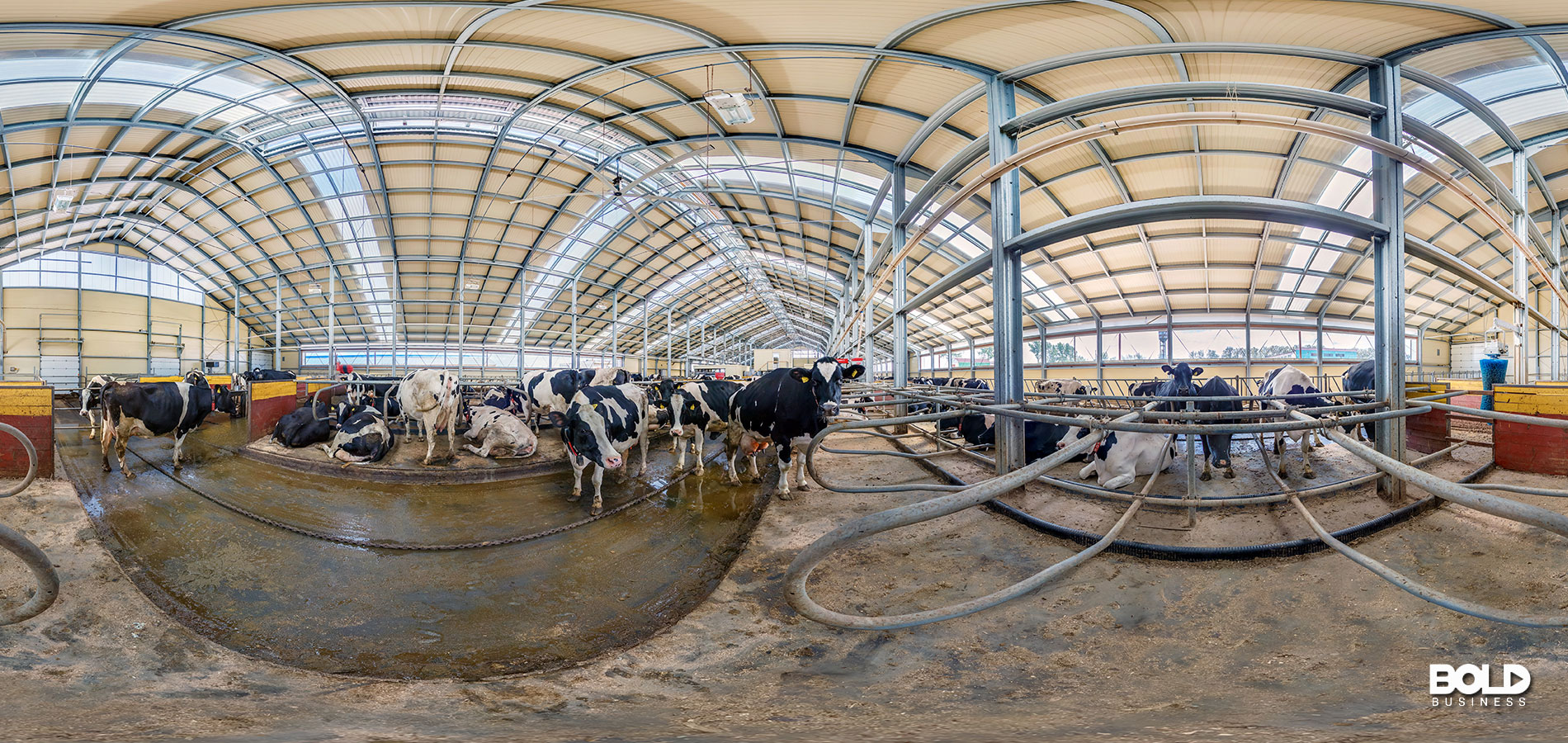 A bunch of livestock through a double fisheye lens