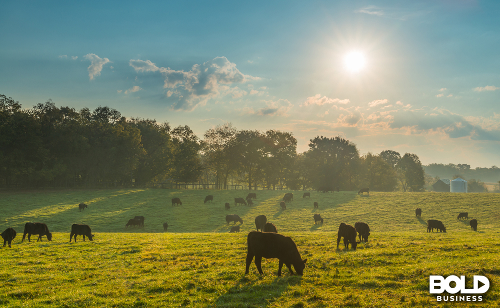 a bunch of cows just hanging out