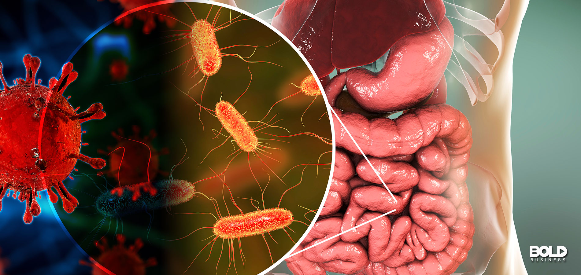 The Gut Health/Long COVID Connection