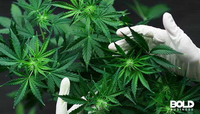 someone with gloves on, massaging some herb