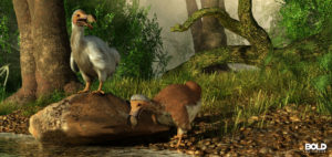 revival of extinct bird, the dodo bird actually