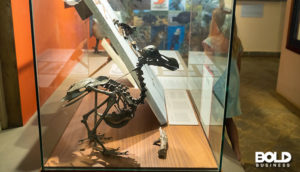 genetic engineering for cloning with a dodo bird skeleton