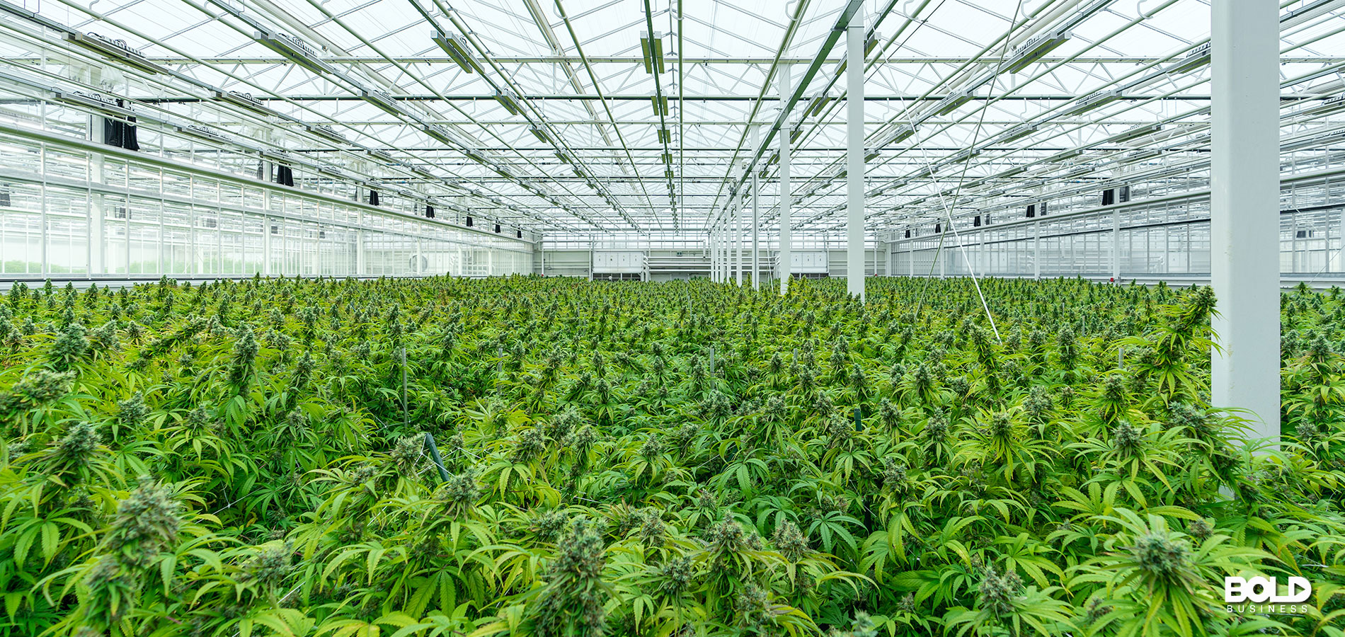 a greenhouse full of cannabis plants