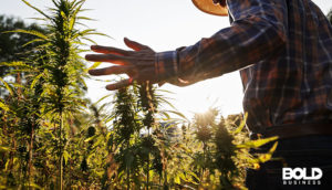 someone chilling in a cannabis boom town