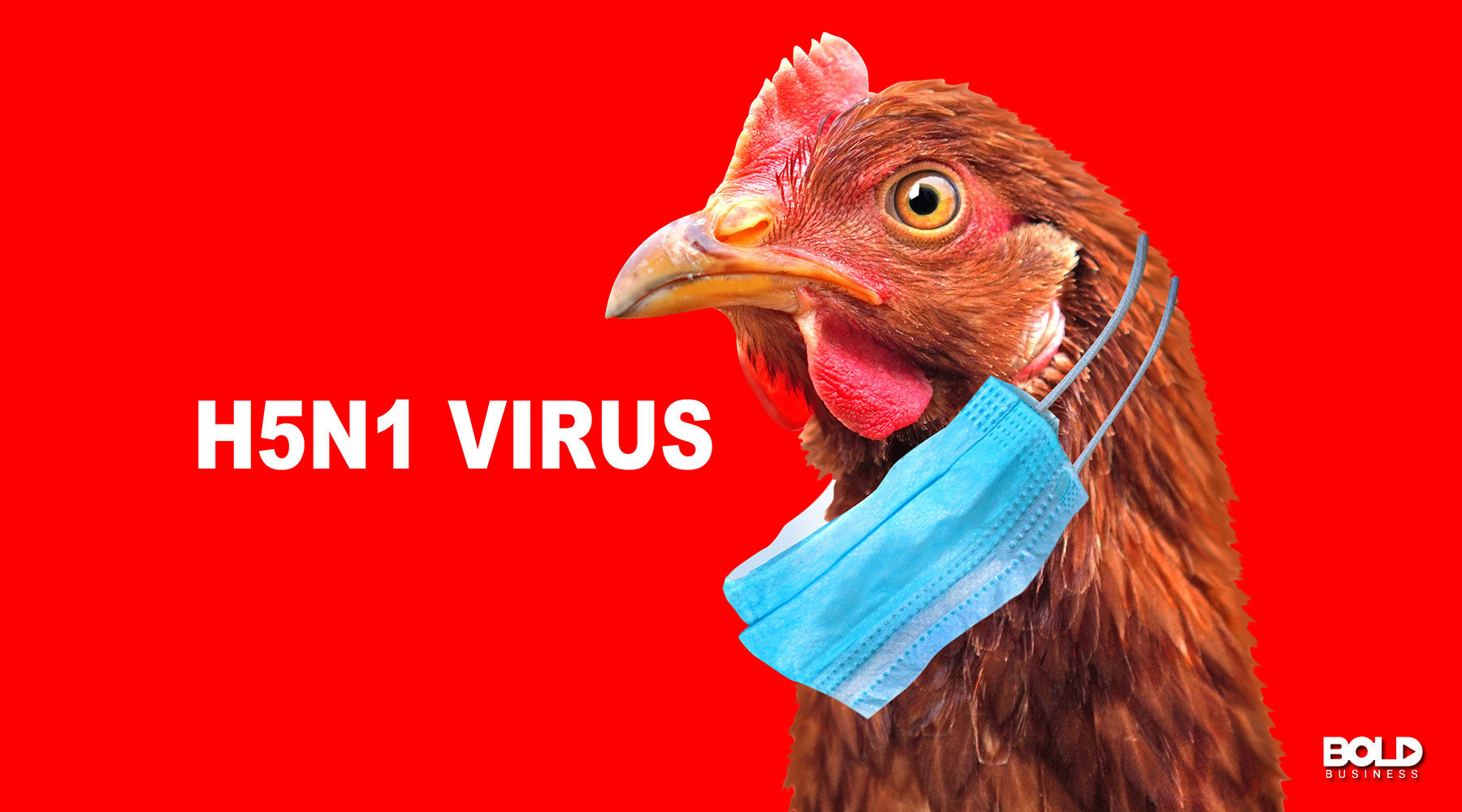 A chicken afraid of bird flu in America