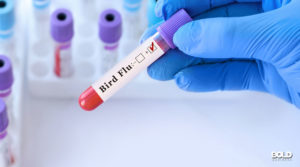 some H5N1 bird flu in a test tube