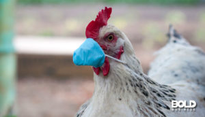 a chicken wearing a face mask just to be safe