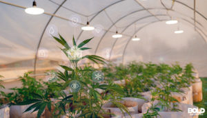risks for cannabis businesses in a greenhouse