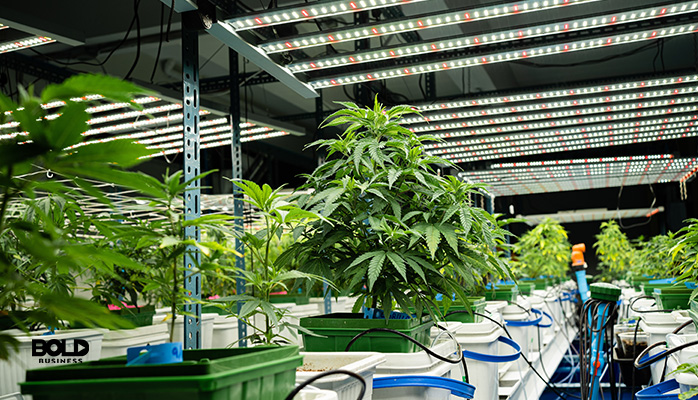a greenhouse showing cannabis in the future